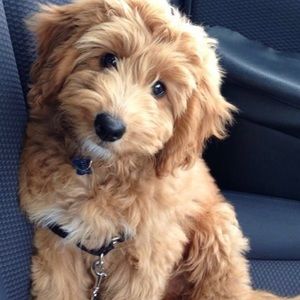 Meet your Posher, Lana